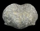 Pyrite Replaced Brachiopod (Paraspirifer) - Ohio #42833-1